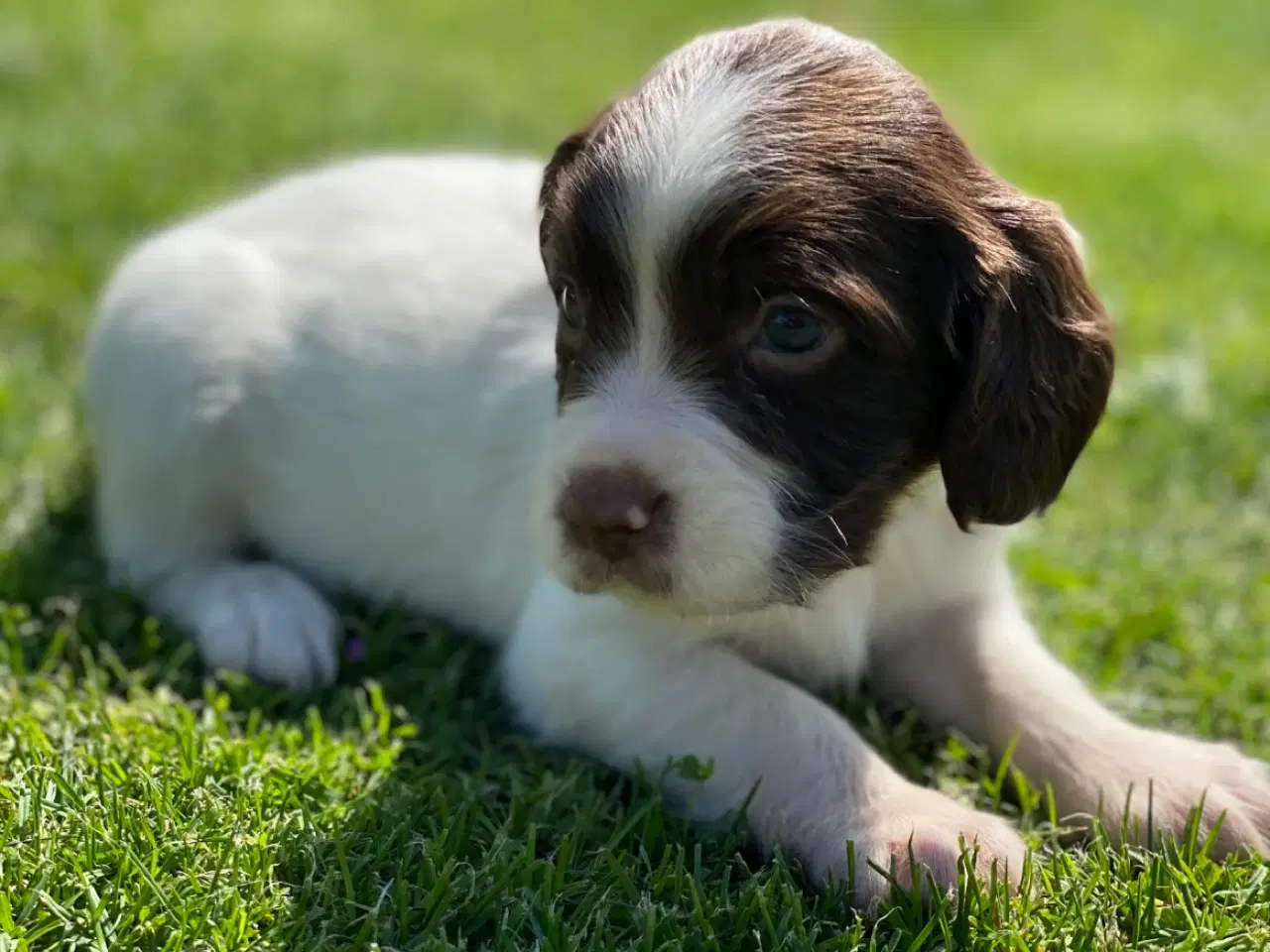 Billede 12 - FT Springer Spaniel hvalpe - klar til flyt 6 sep.