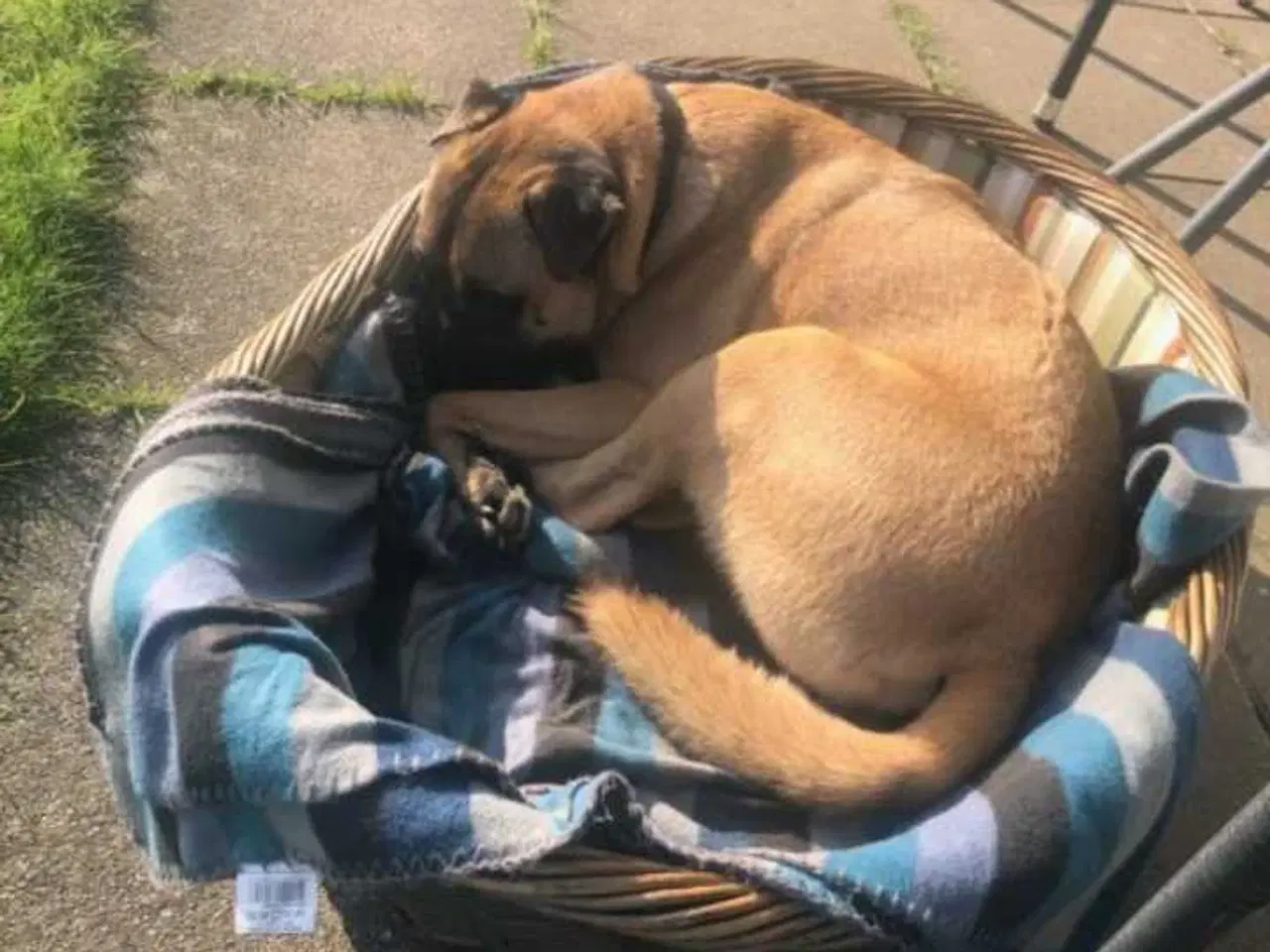 Billede 4 - Shar pei/malinois 