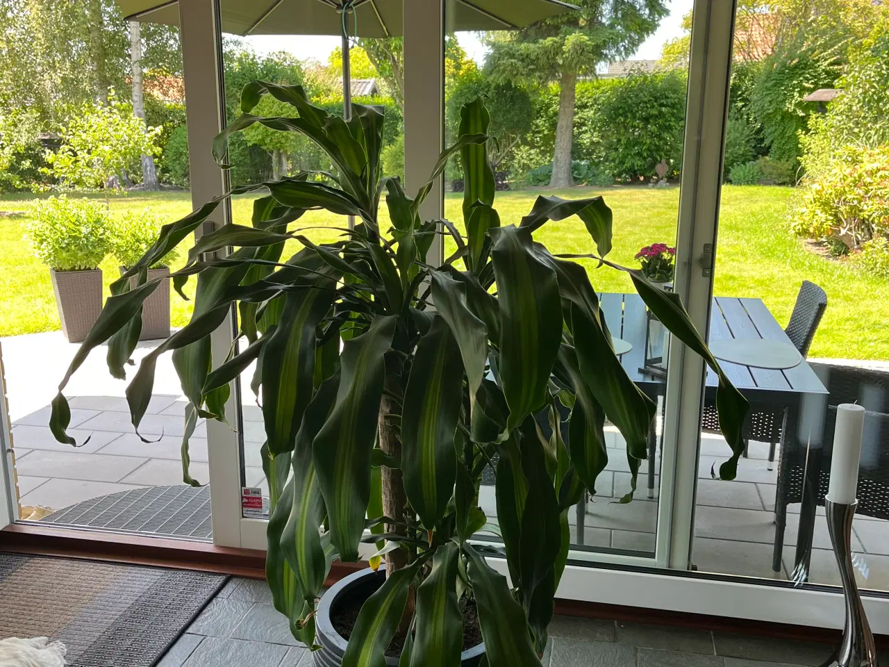 Billede 2 - Plante med potte sælges 