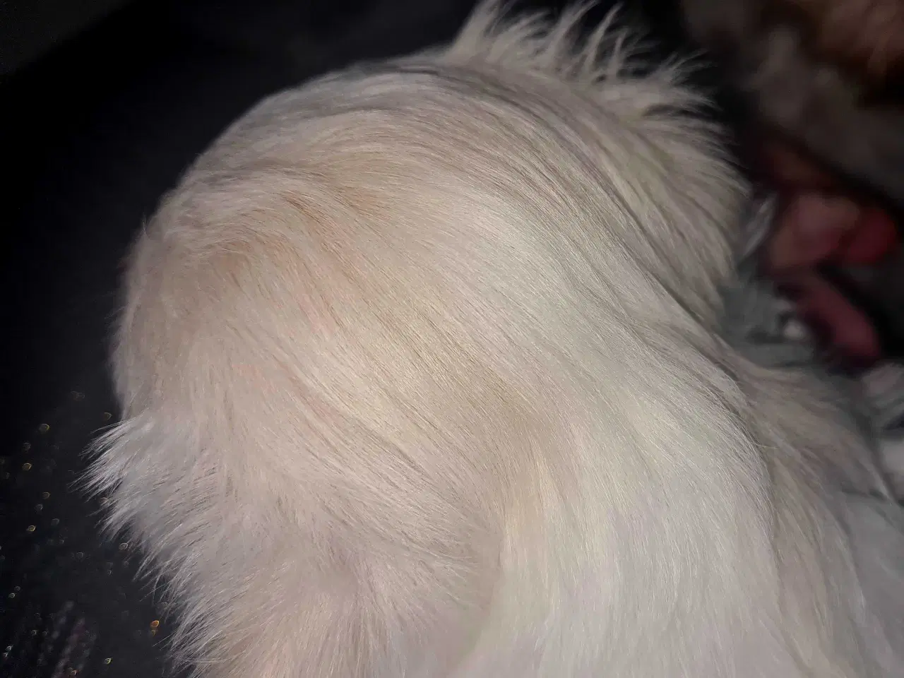 Billede 9 - Bichon havanais hvalp