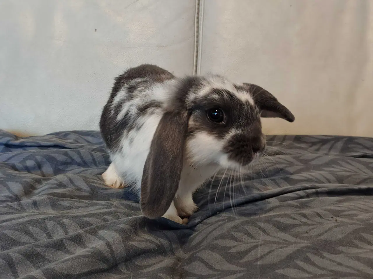 Billede 3 - Fri-Kanin 16 uger 🐰