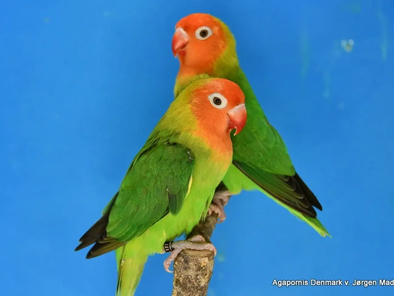 Billede 2 - Jordbærhovedet dværgpapegøje.