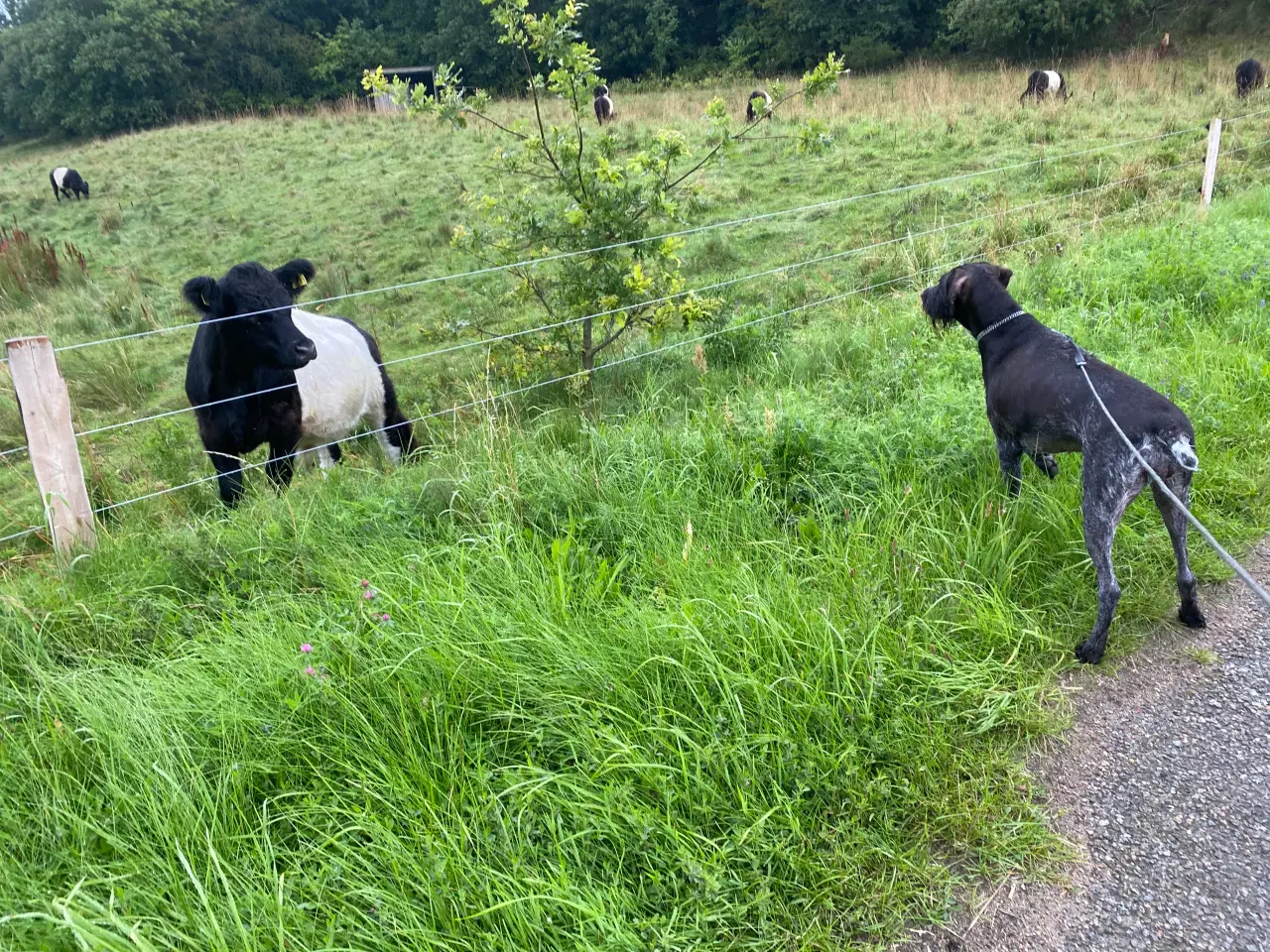 Billede 8 - Dejlig, Sød og kærlig ung hund søger nyt hjem 