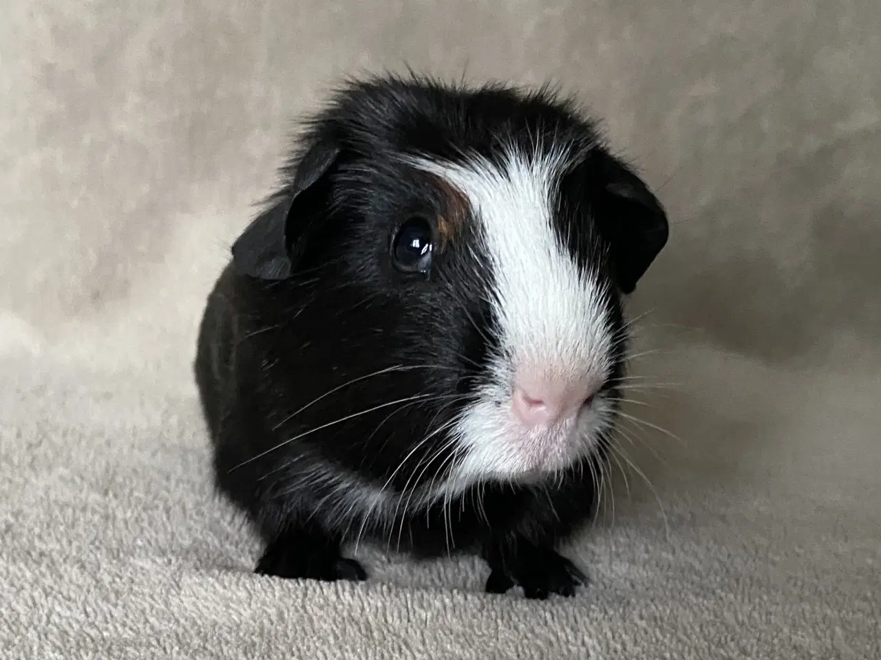 Billede 4 - Marsvineunger, 2 hanner