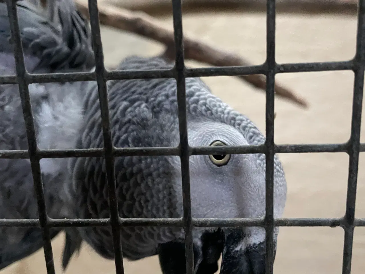 Billede 2 - Et par Grå Jaco ( volier fugle)