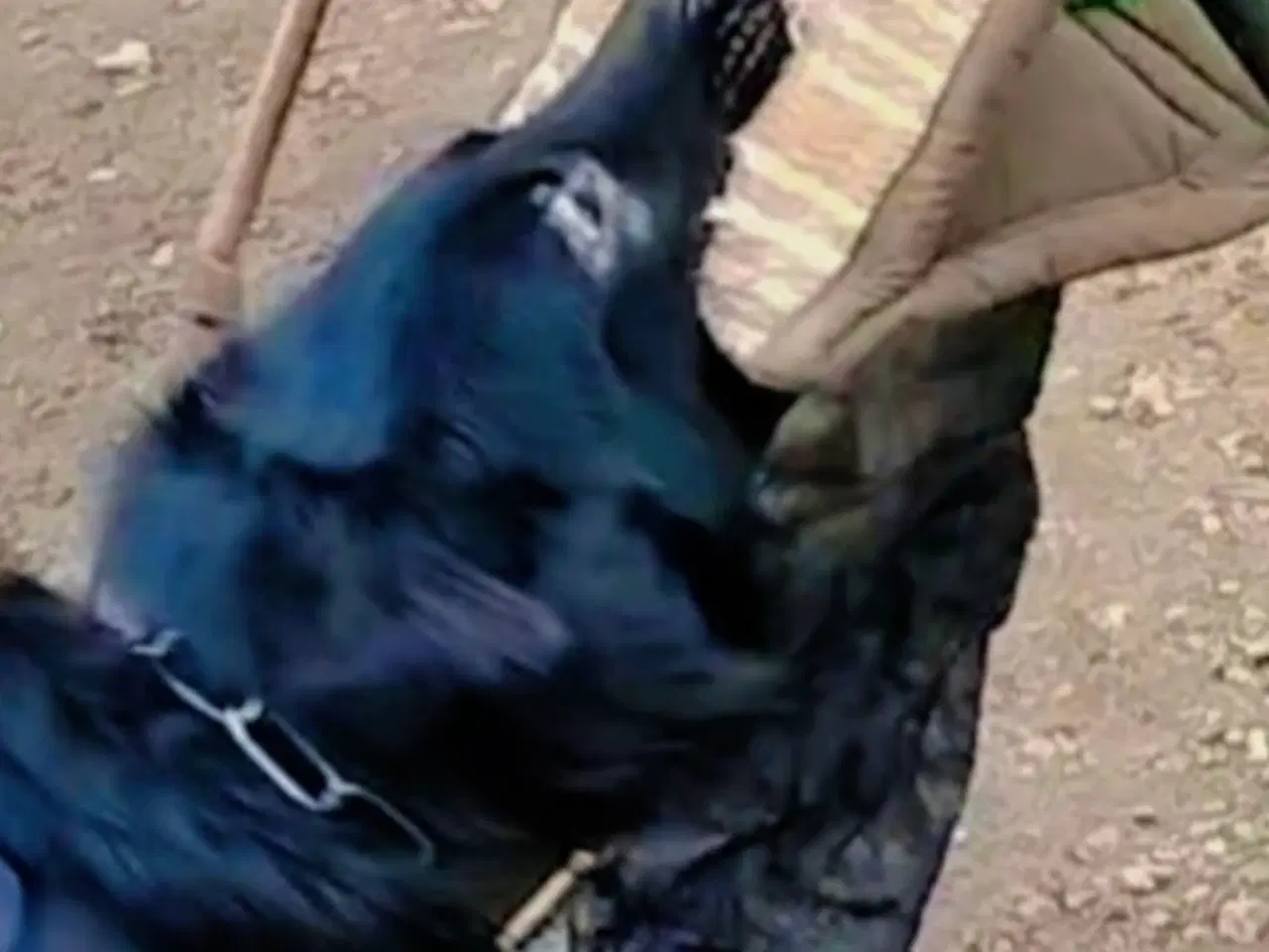 Billede 4 - flot sort schæfer 