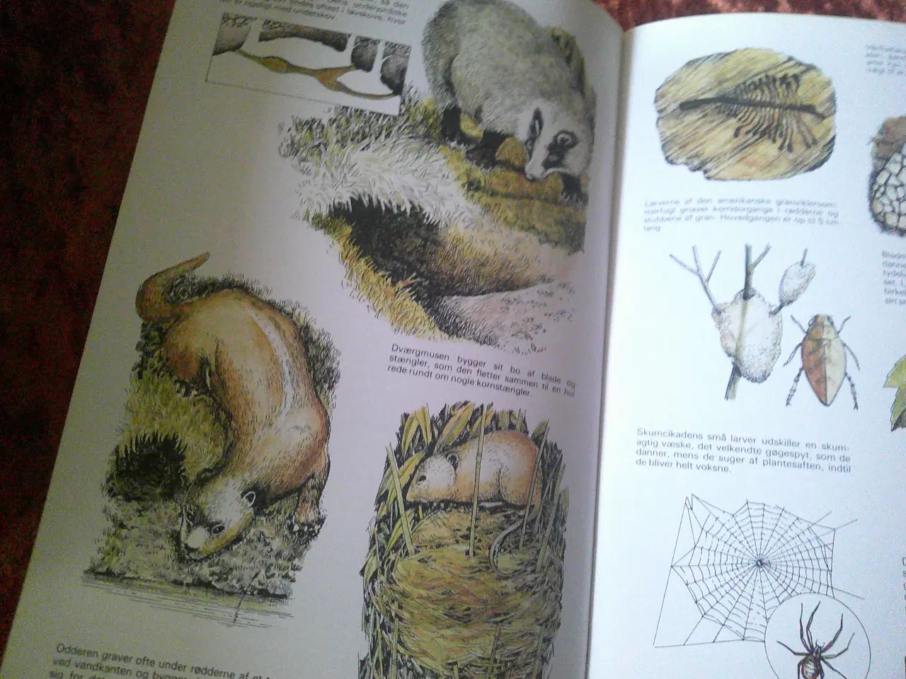Billede 4 - De fire årstider i naturen, Richard Adams,