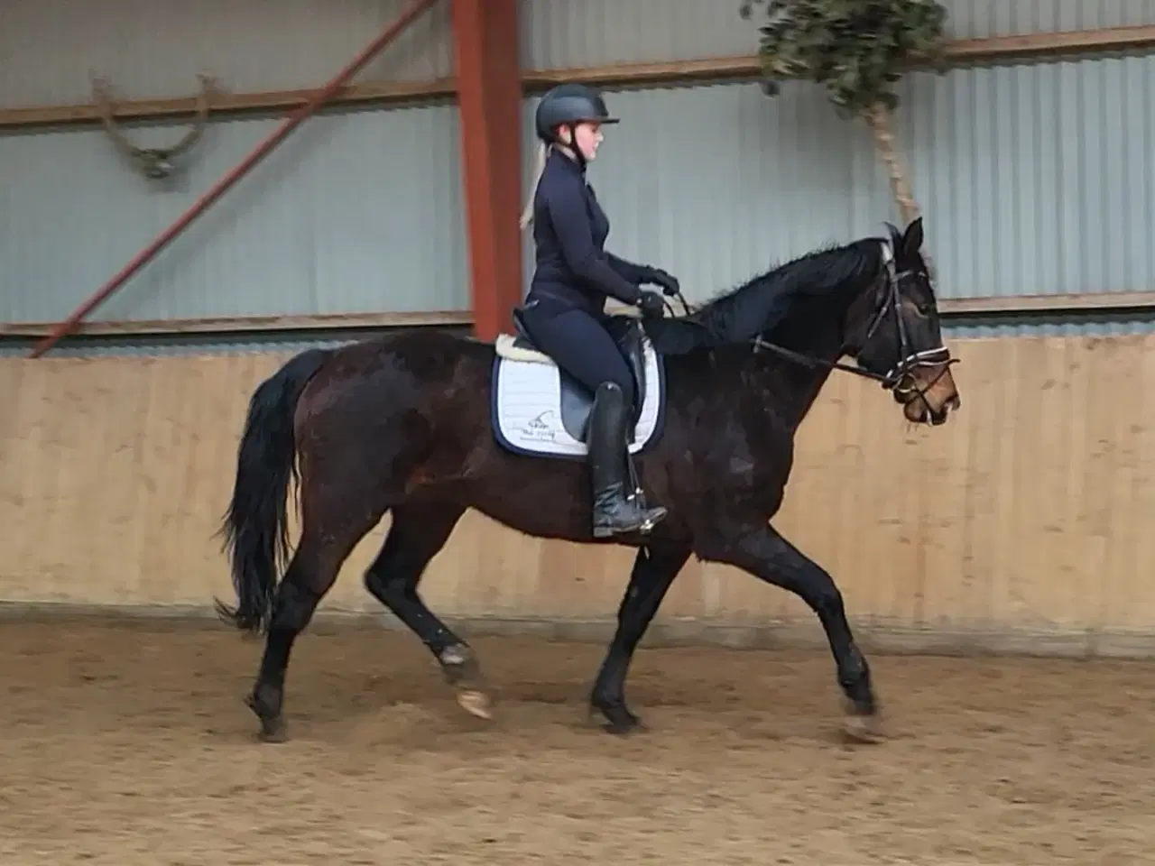 Billede 1 - Ridelig oldenborg hoppe 