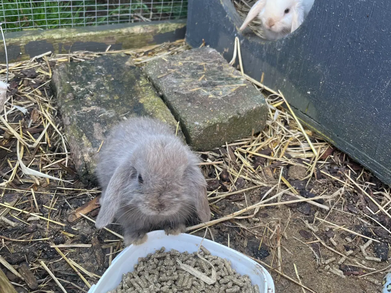 Billede 17 - Mini lop med afkomsattest 