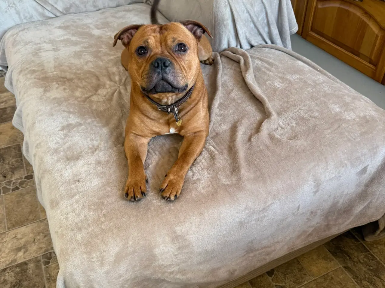 Billede 14 - Staffordshire Bull Terrier - Skøn hanhund