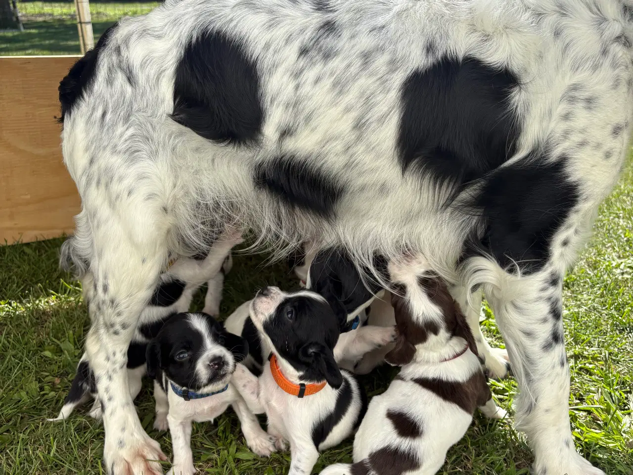 Billede 6 - FT Springer Spaniel med stamtavle 