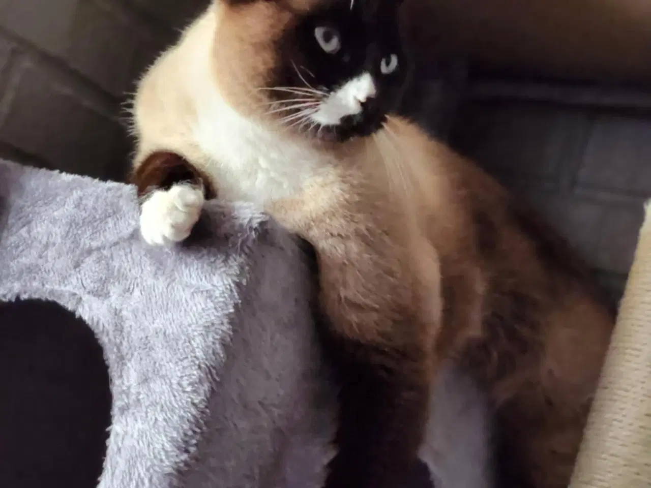 Billede 1 - Hellig Birma hun blandingskat - steriliseret