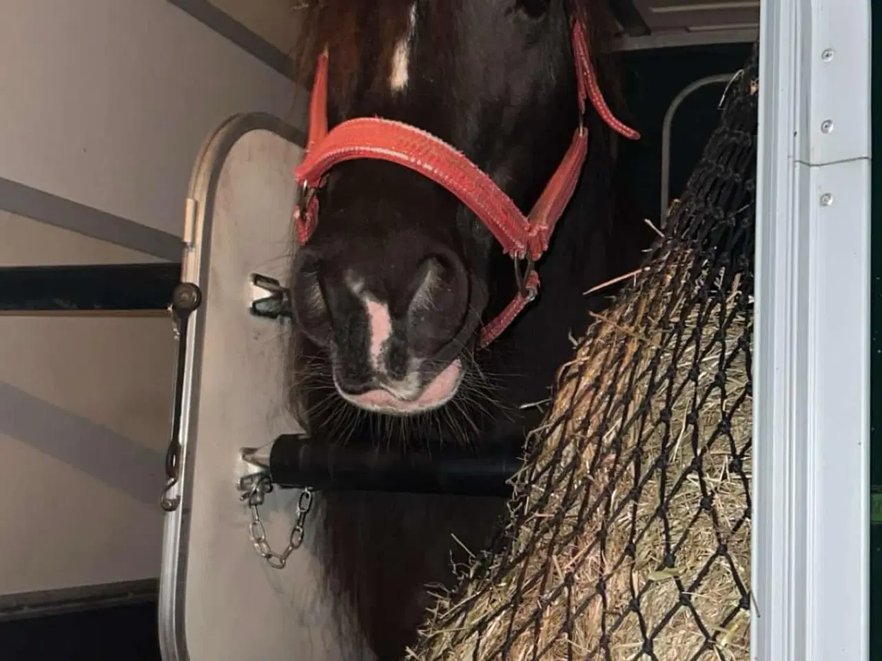 Billede 3 - Skøn Tinker/Irish Cob hoppe