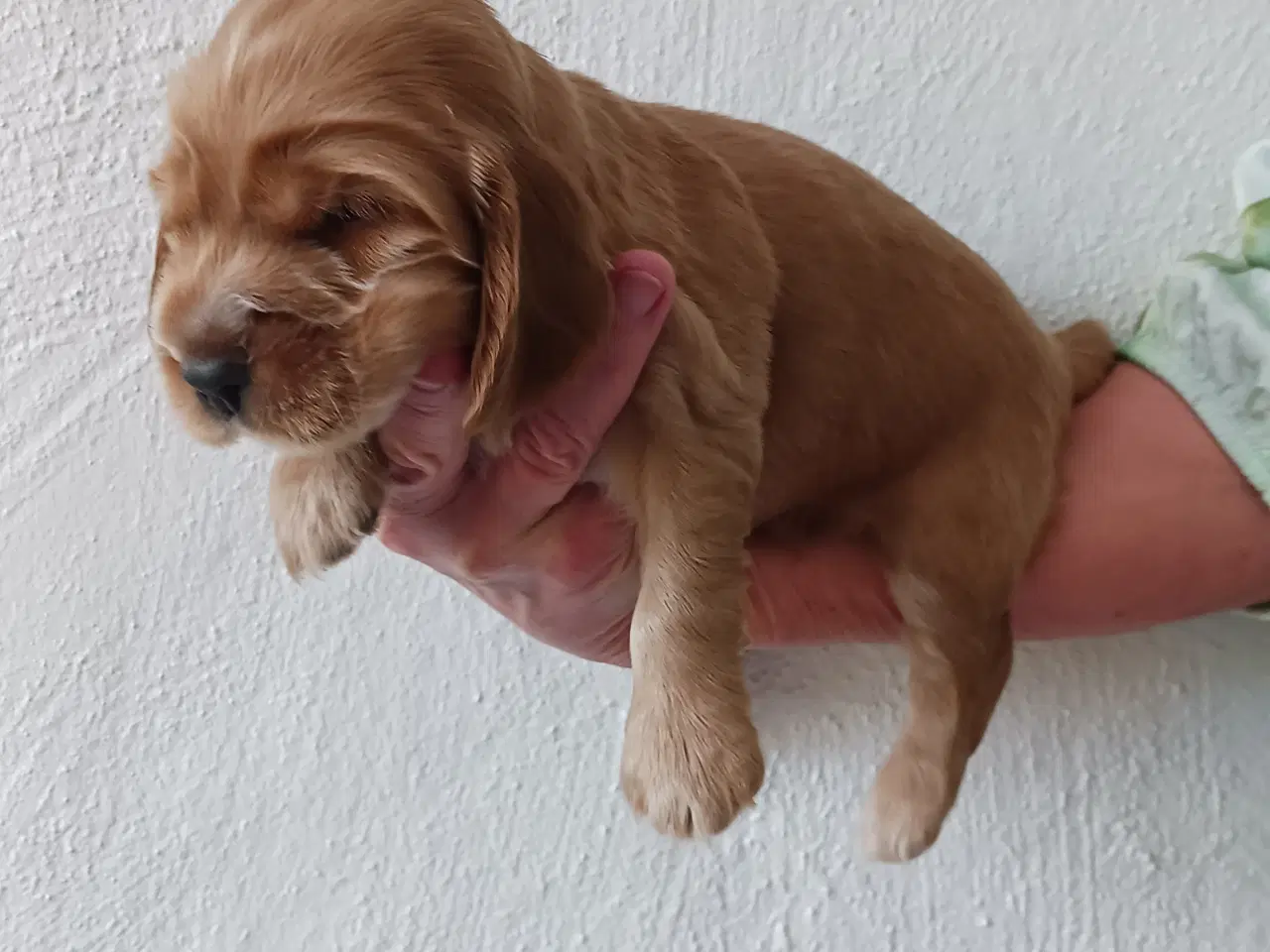 Billede 2 - Cocker spaniel hvalpe