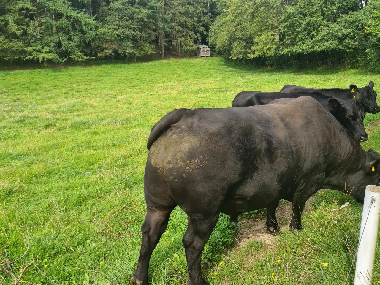 Billede 2 - Angus foldtyr med stamtavle