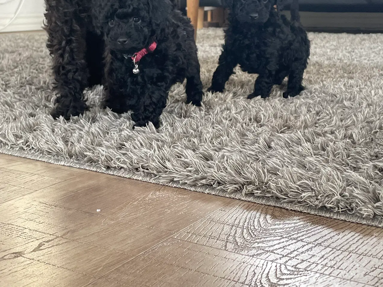 Billede 3 - Dværgpuddel hvalpe søger nyt hjem