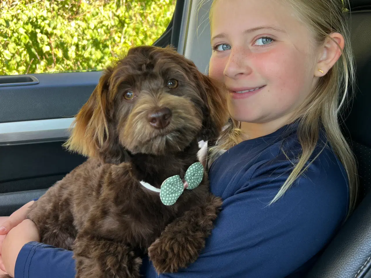 Billede 3 - Havapoo i farven Brun eller Party color