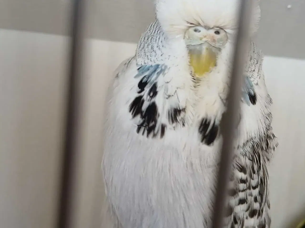 Billede 6 - 1 par Engelske undulater 