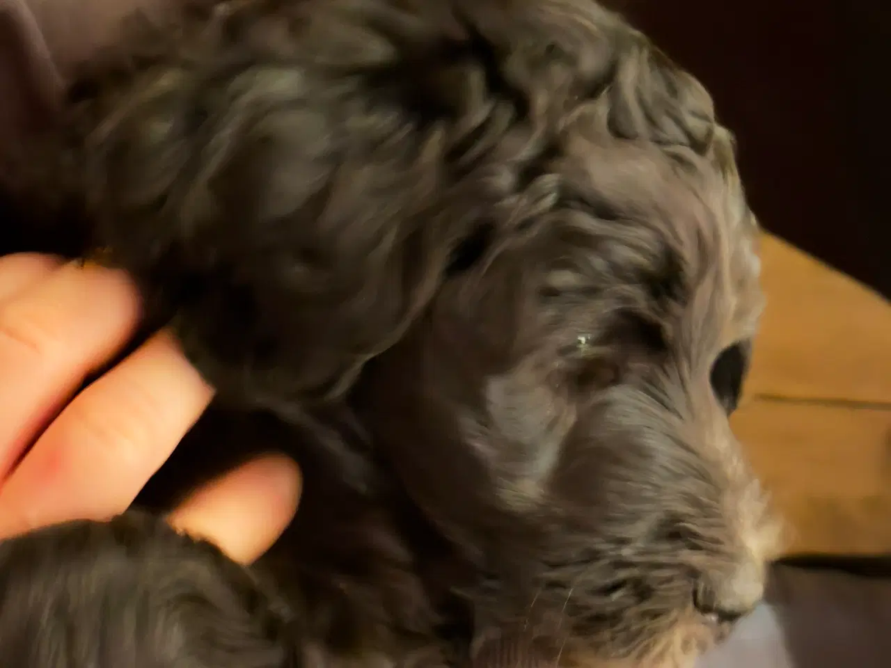 Billede 3 - Labradoodle hvalpe flytteklar 27. november