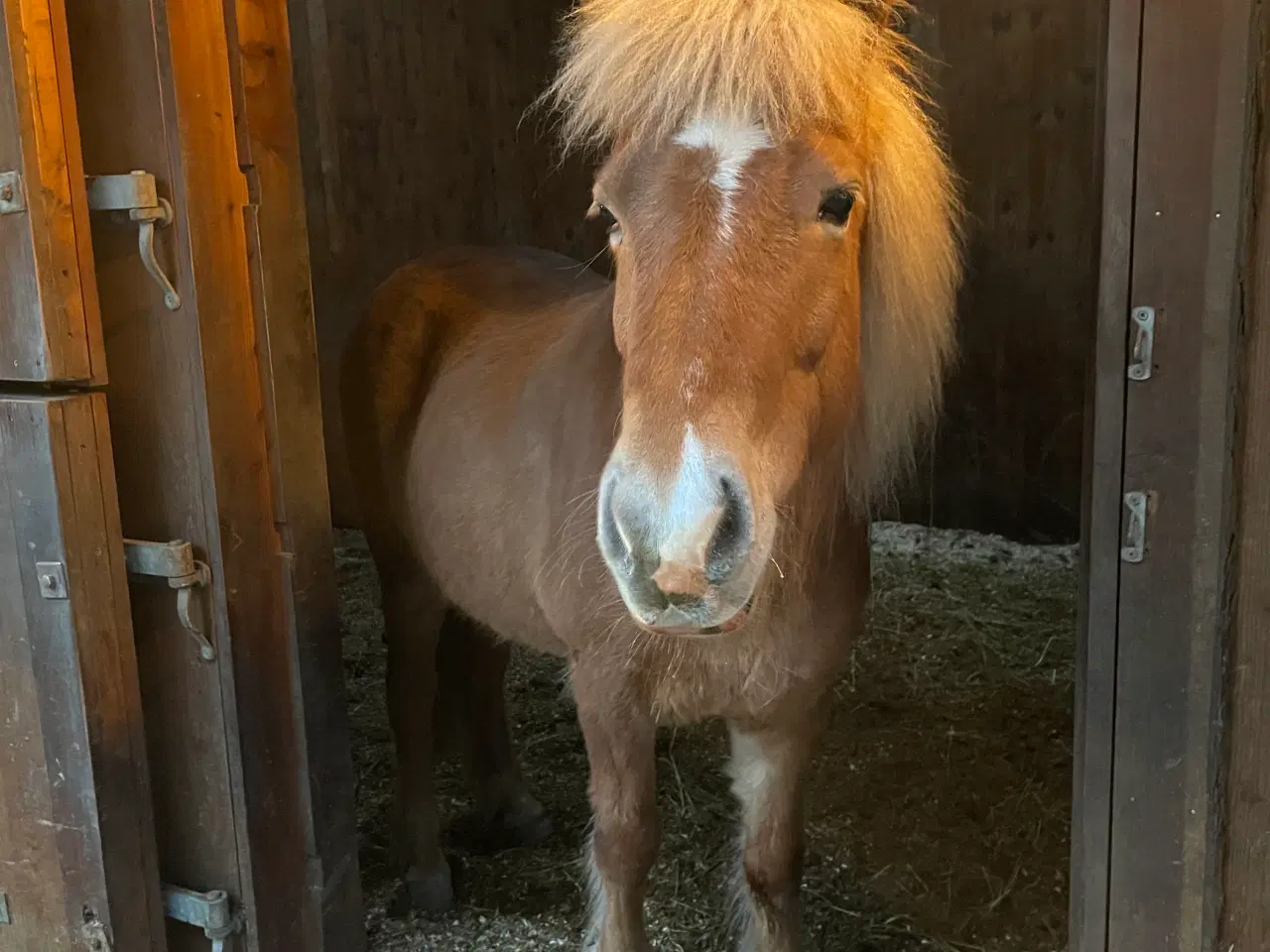 Billede 2 - Skøn lille islænder 