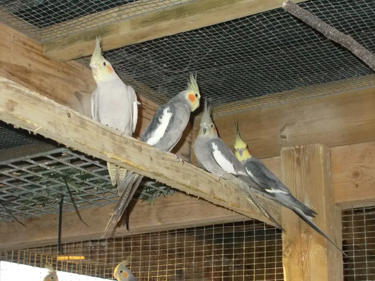 Billede 2 - Nymfeparakit  unger fra 2025