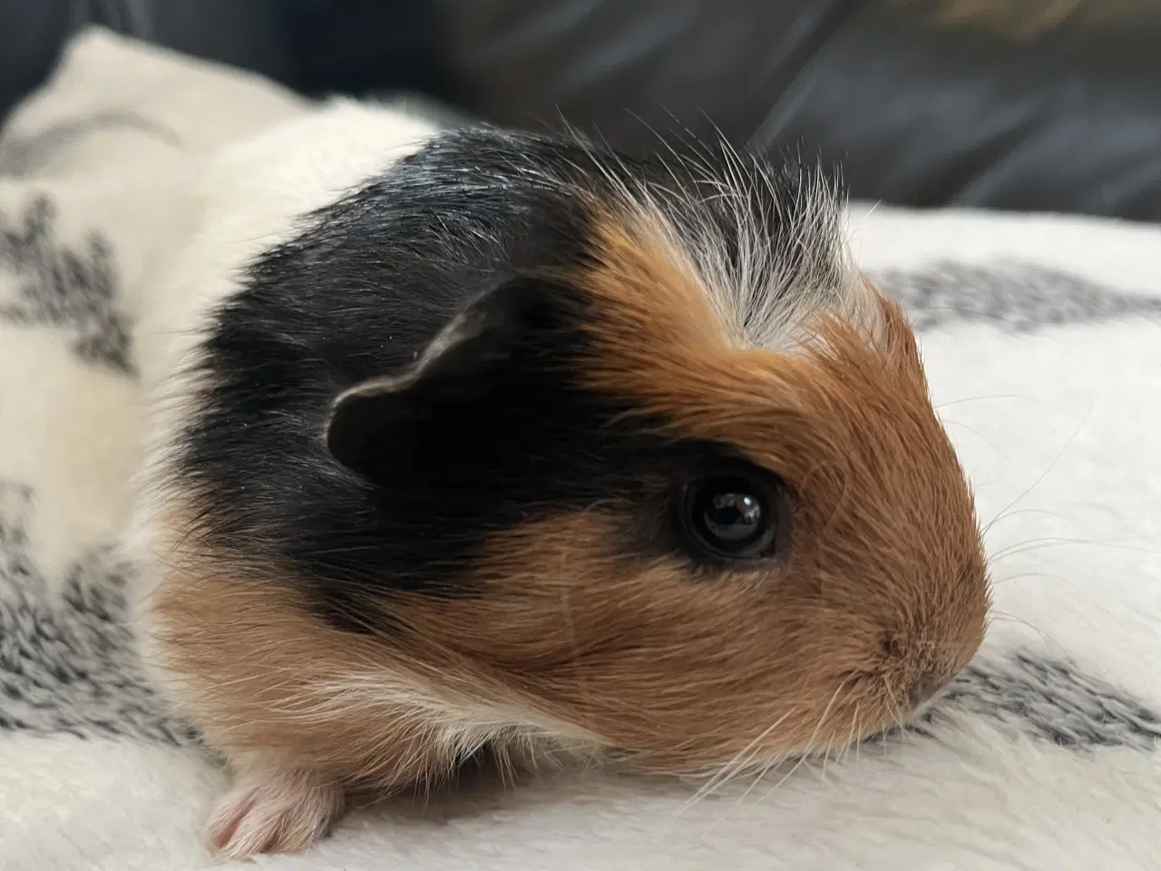 Billede 4 - Marsvin