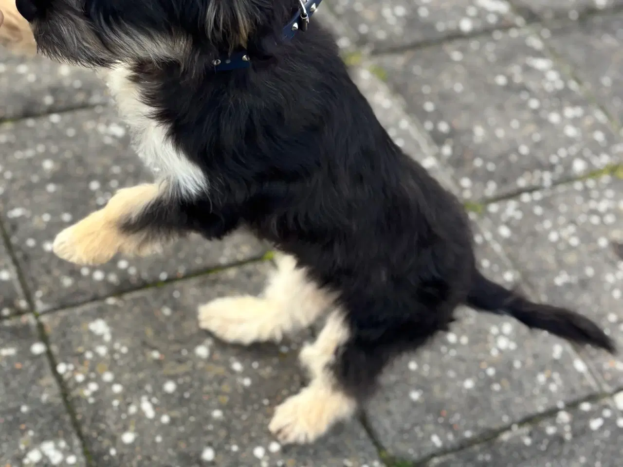 Billede 1 - Søger nyt hjem 🐶🐾