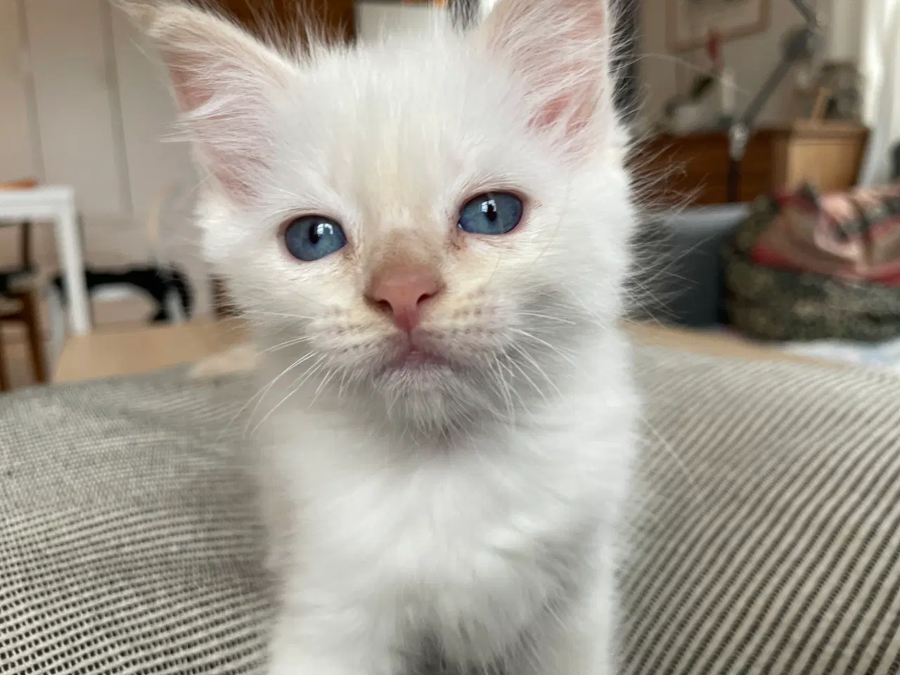 Billede 9 - Hellig Birma killinger