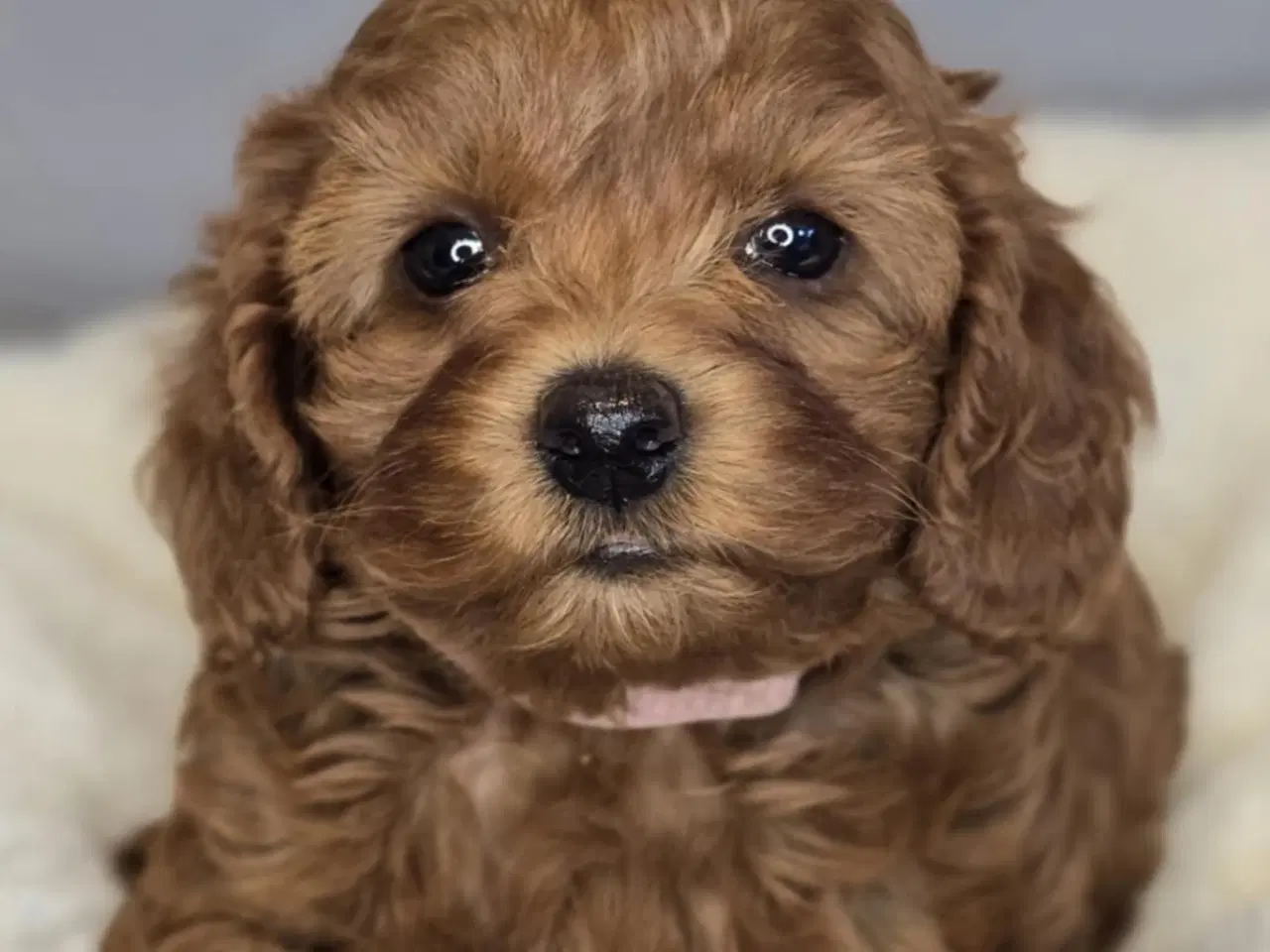 Billede 5 - Amerikansk Cockapoo F1B Pige