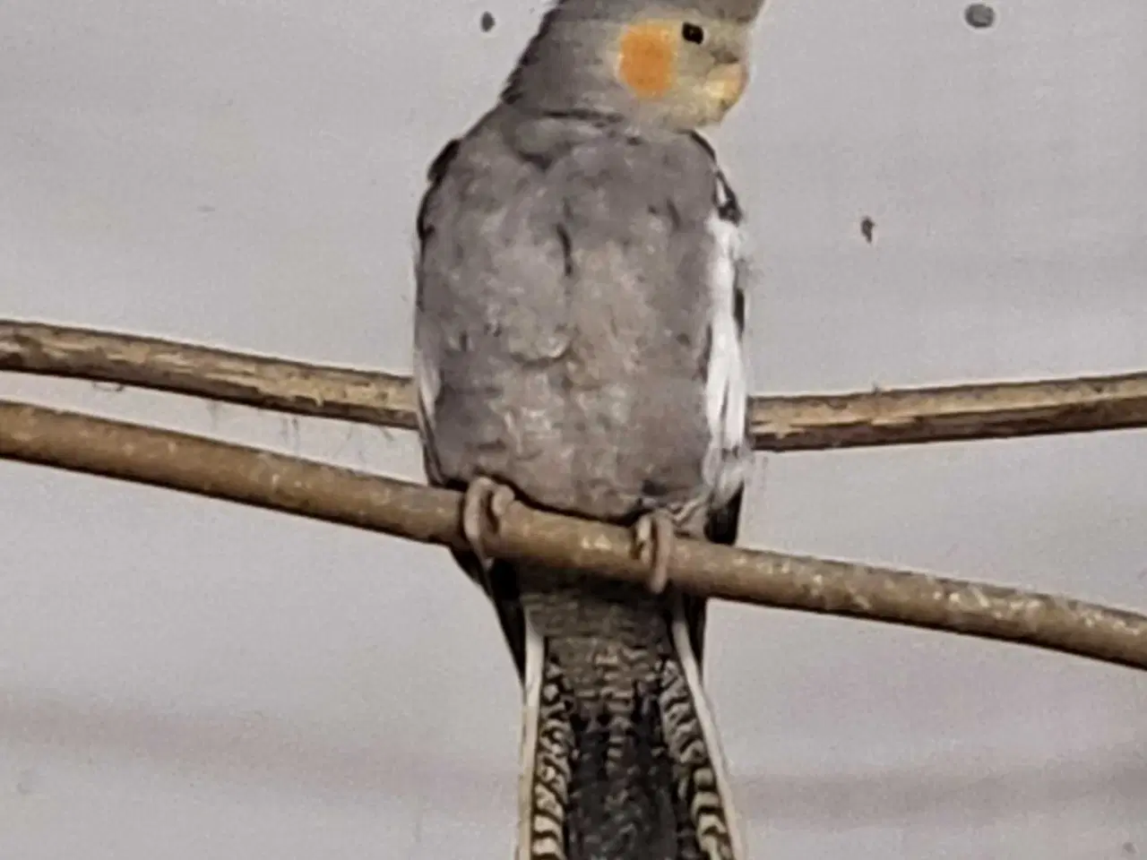 Billede 1 -  nymfe parakit