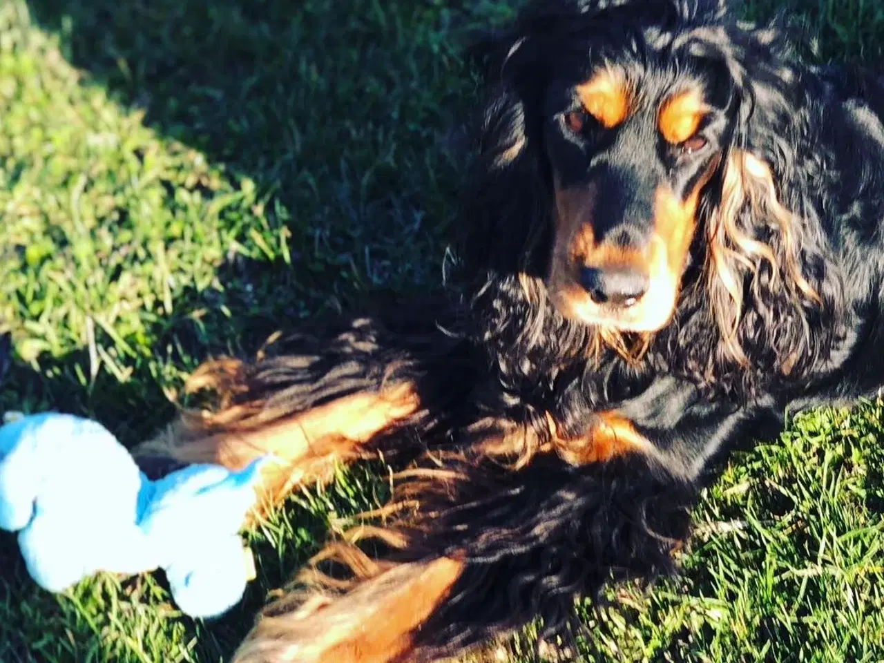 Billede 18 - Engelsk Cocker spaniel