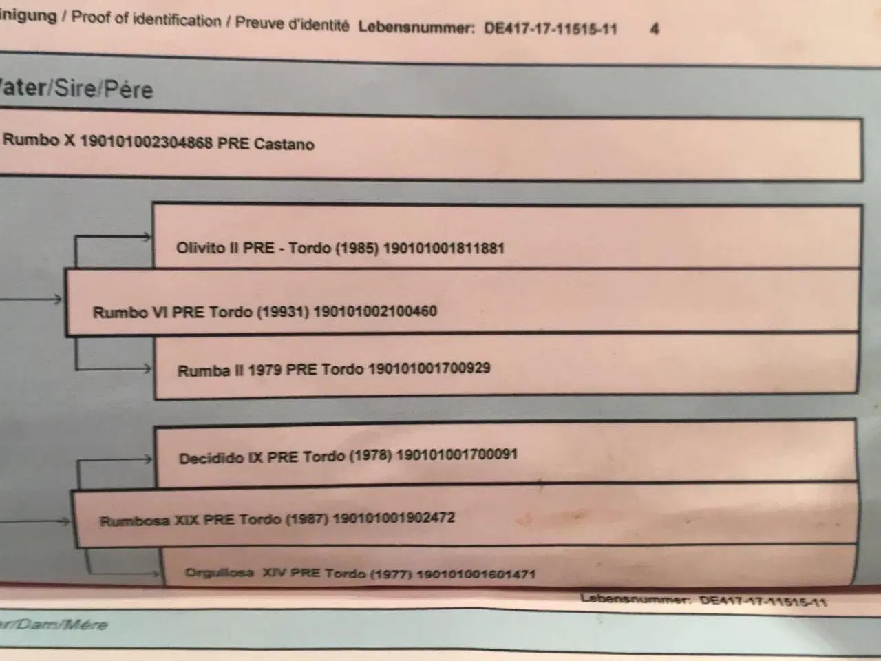Billede 7 - Hoppe til hygge/avl/let ridning