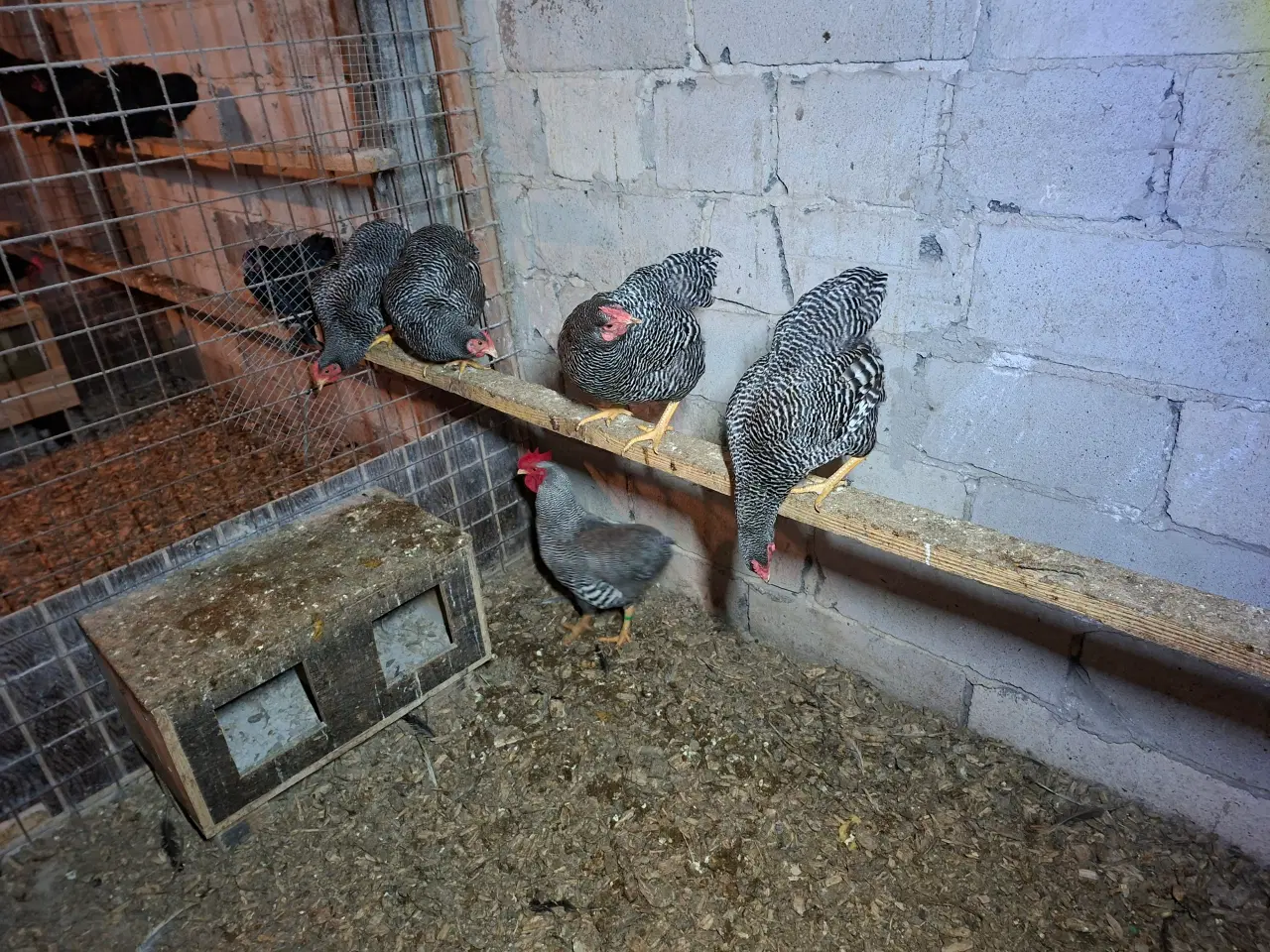 Billede 4 - Dværghøns