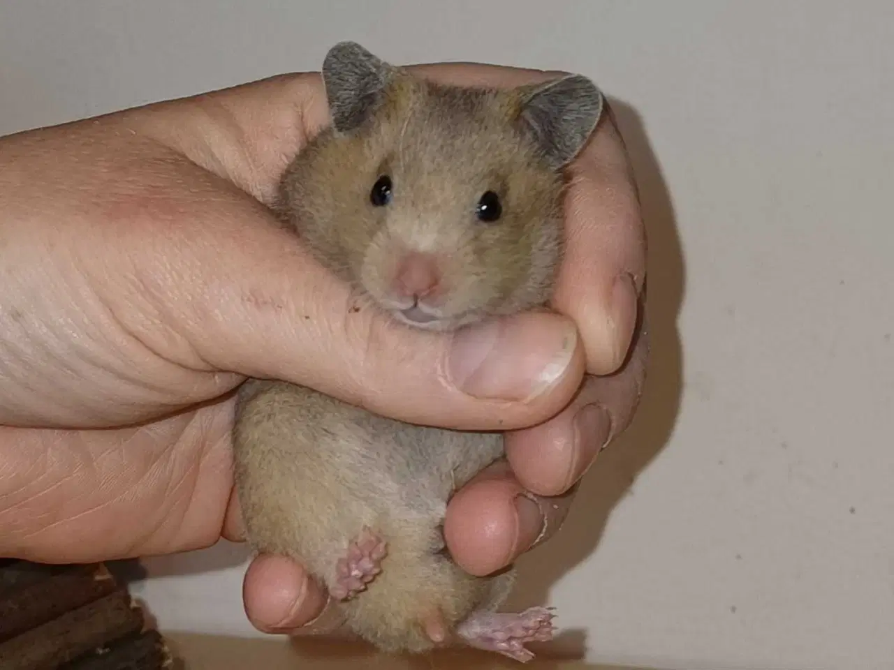 Billede 7 - Guldhamster unger