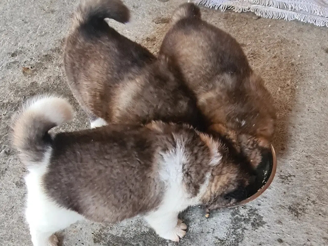 Billede 1 - Hundehvalpe Akita American 