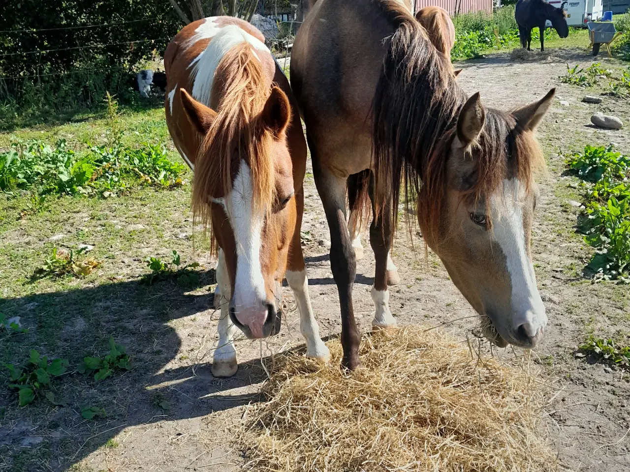 Billede 3 - Kat. 3 pony