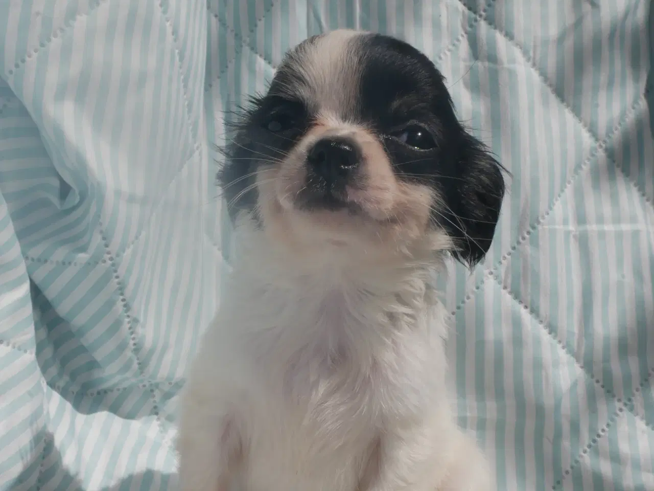 Billede 10 - Små langhårede pomchi hvalpe 