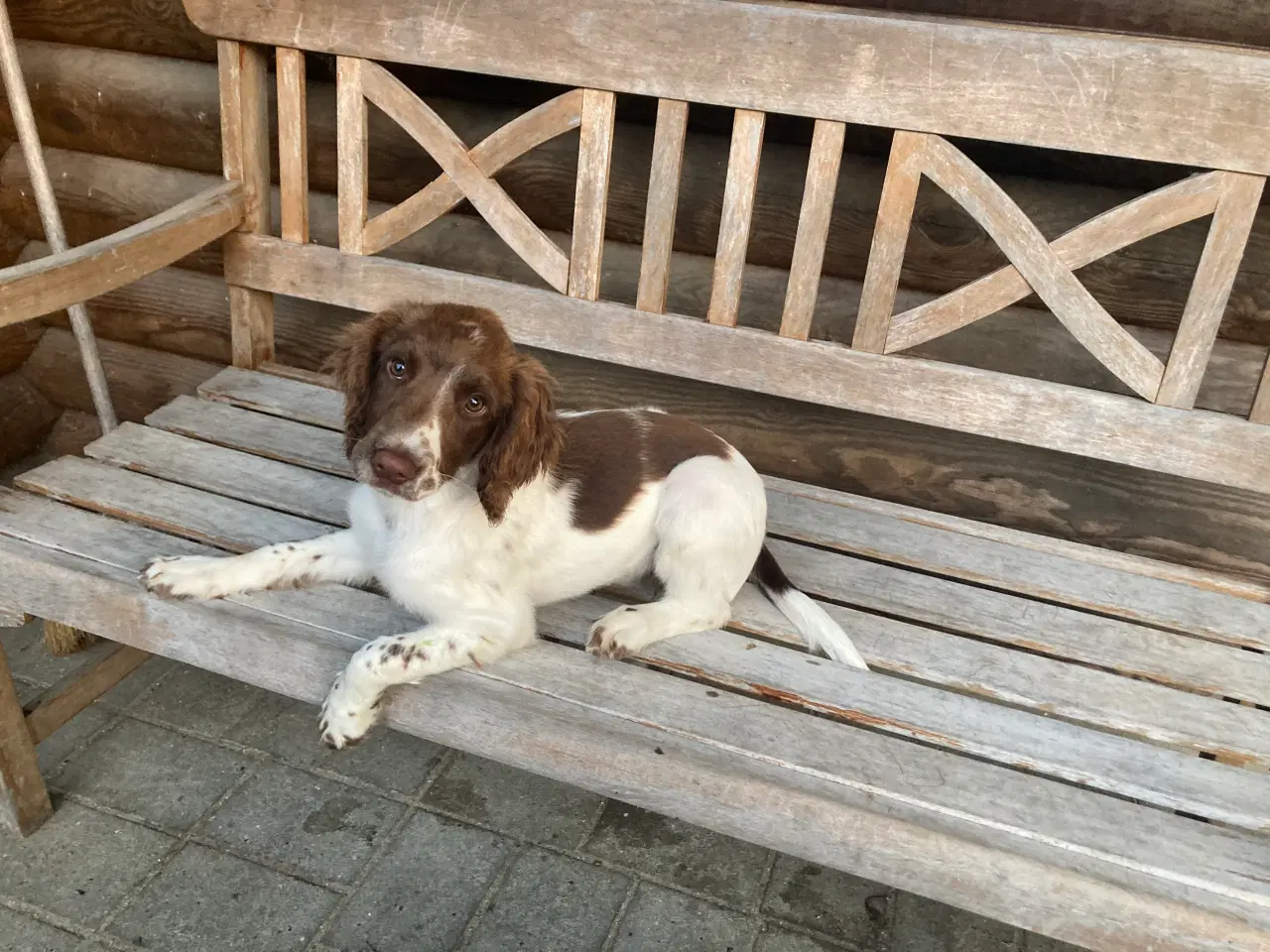 Billede 1 - Springer Spaniel Tæve