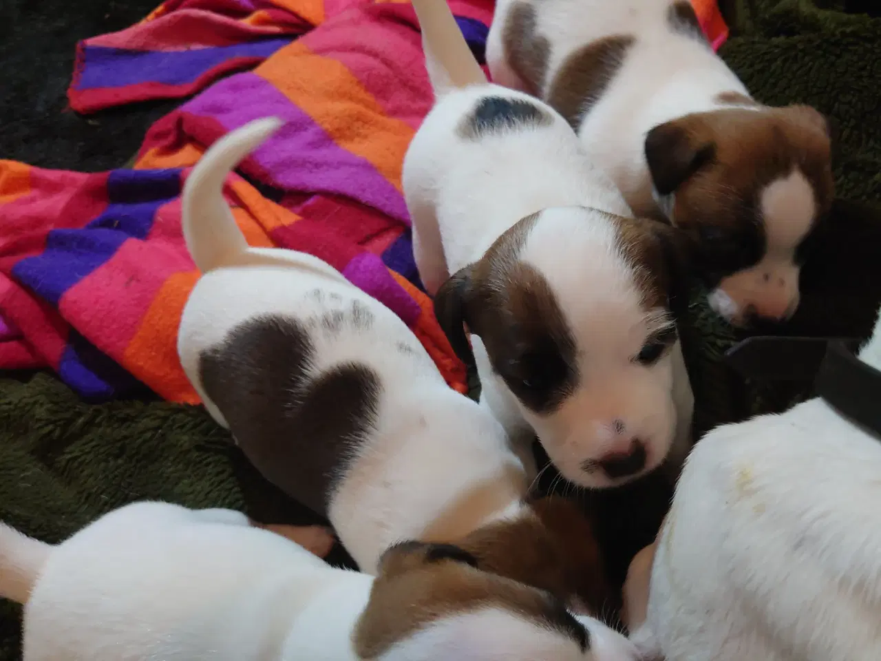 Billede 1 - Jack Russell hvalpe (kort benet type)