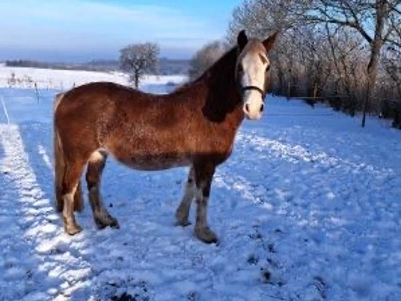 Billede 1 - Ifolet projekt hest 
