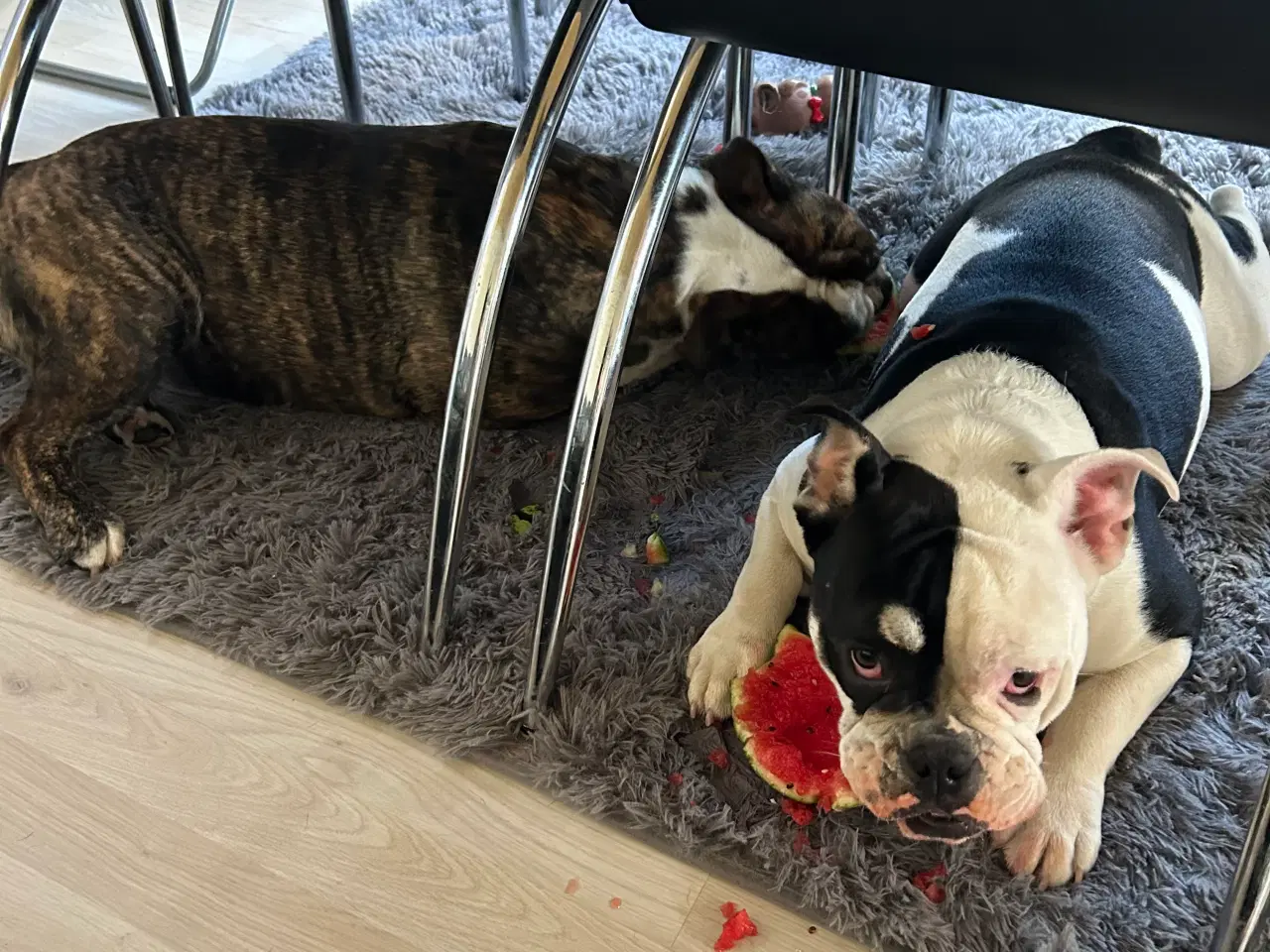 Billede 1 - New englisk bulldog