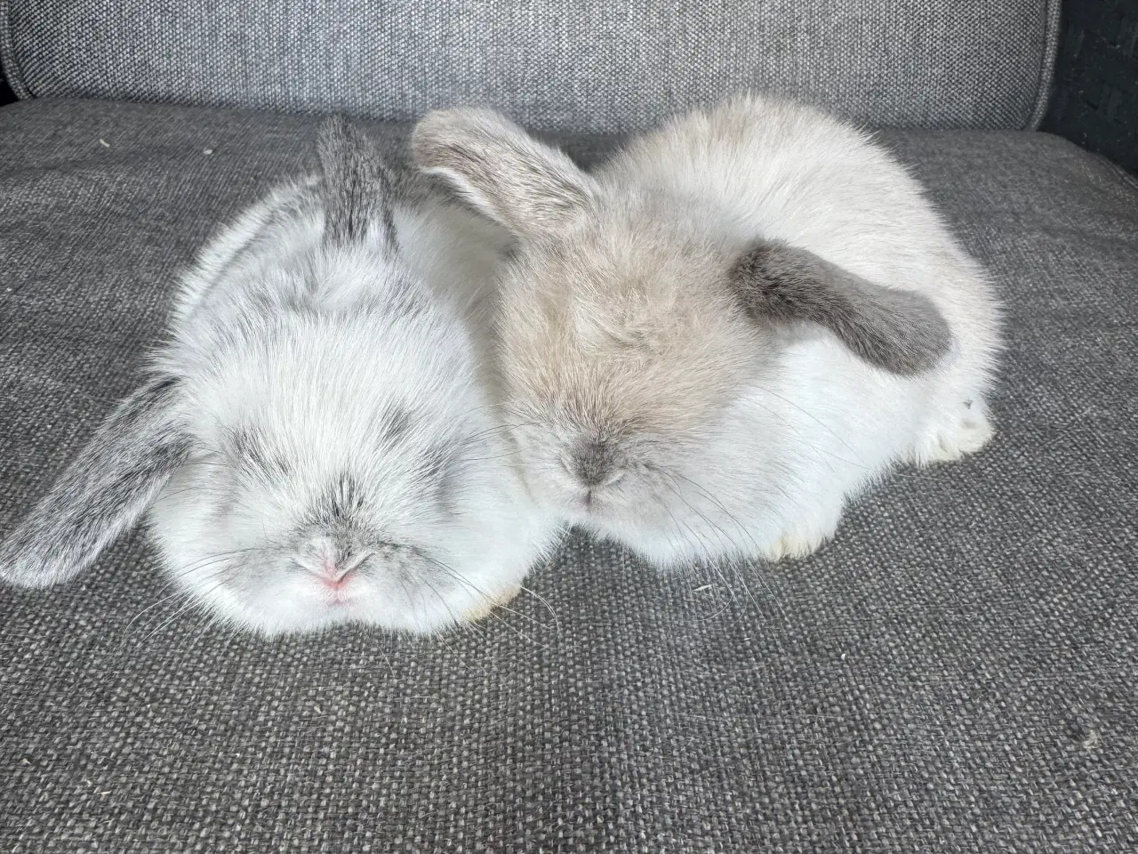 Billede 1 - Minilop unger