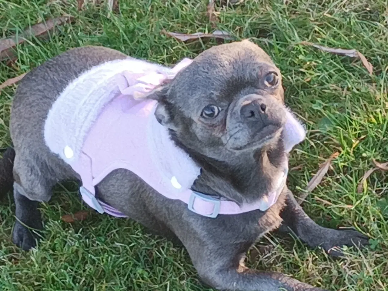 Billede 2 - Eksklusiv Blå Chihuahua Han Tilbyder Parring!