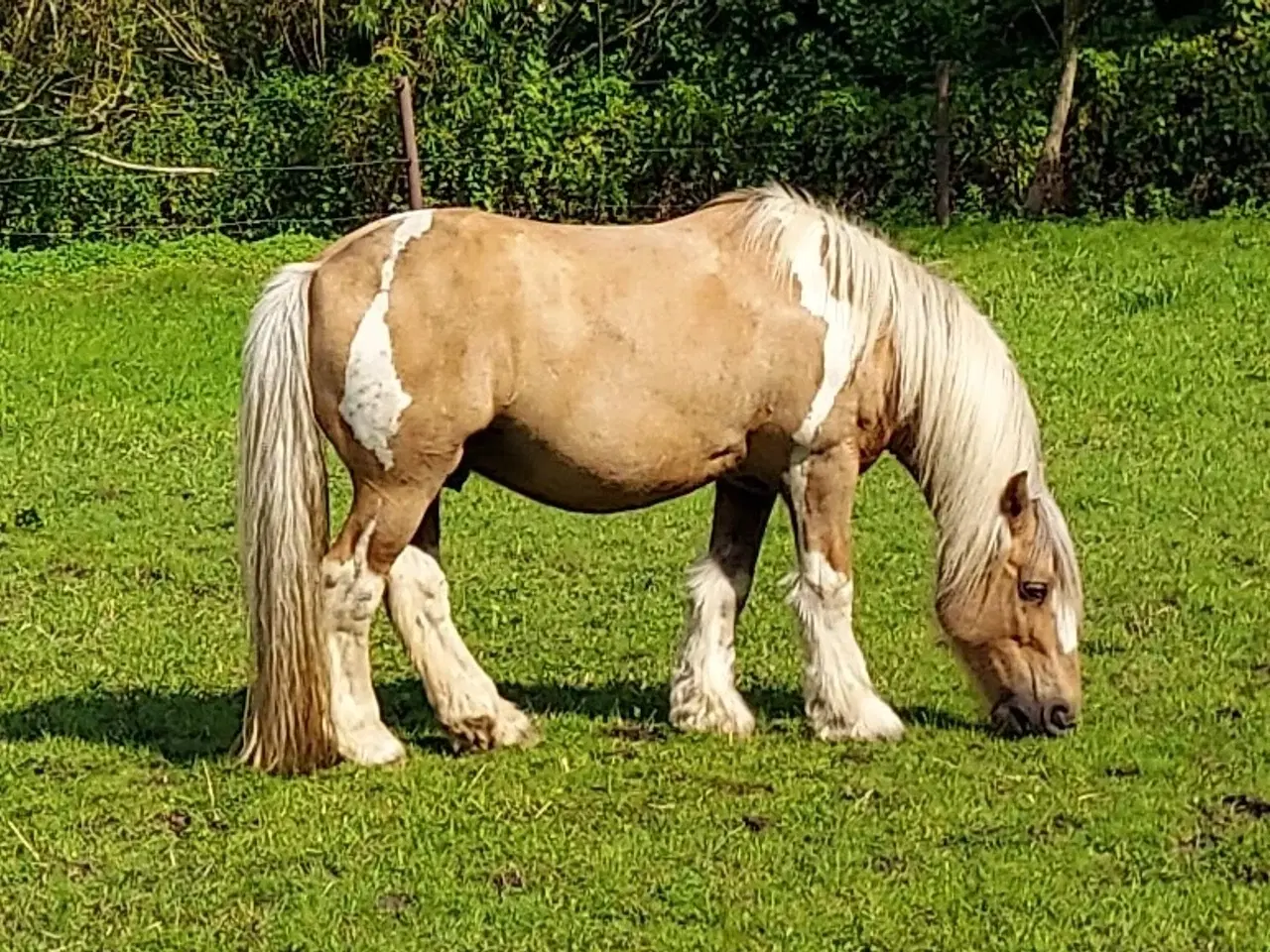 Billede 6 - Tinker/Irish cob