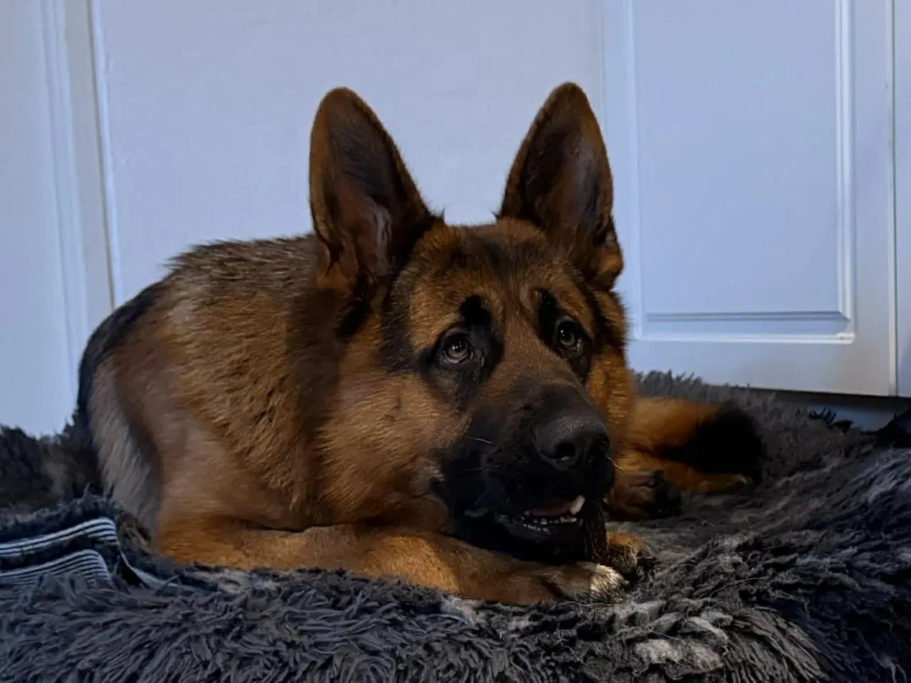 Billede 4 - Smuk, dejlig og kærlig schæferhan på 17 måneder
