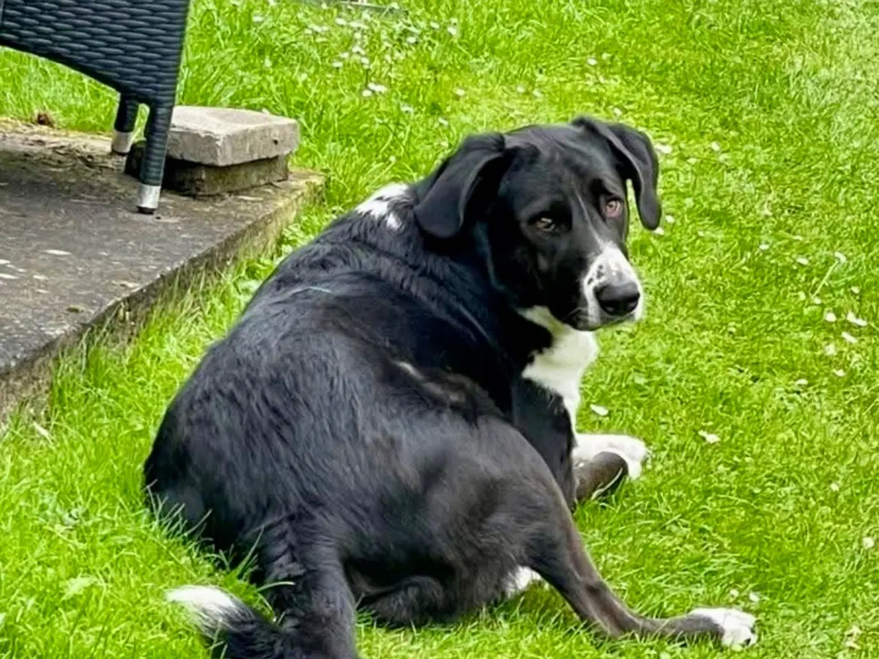 Billede 3 - ⭐️Se lige dejligste Charlie her⭐️