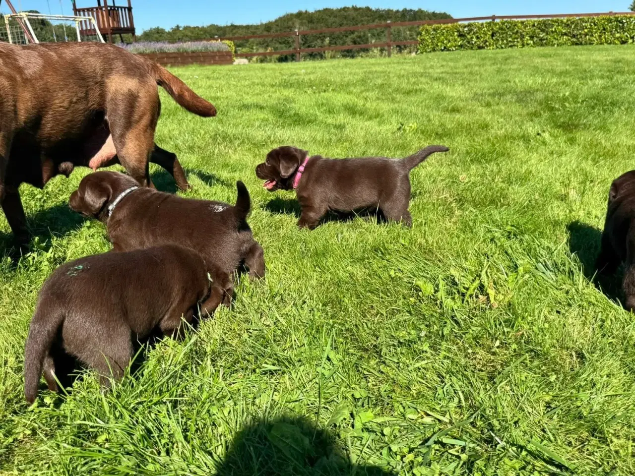 Billede 8 - Brune Labrador hvalpe med DKK stamtavle