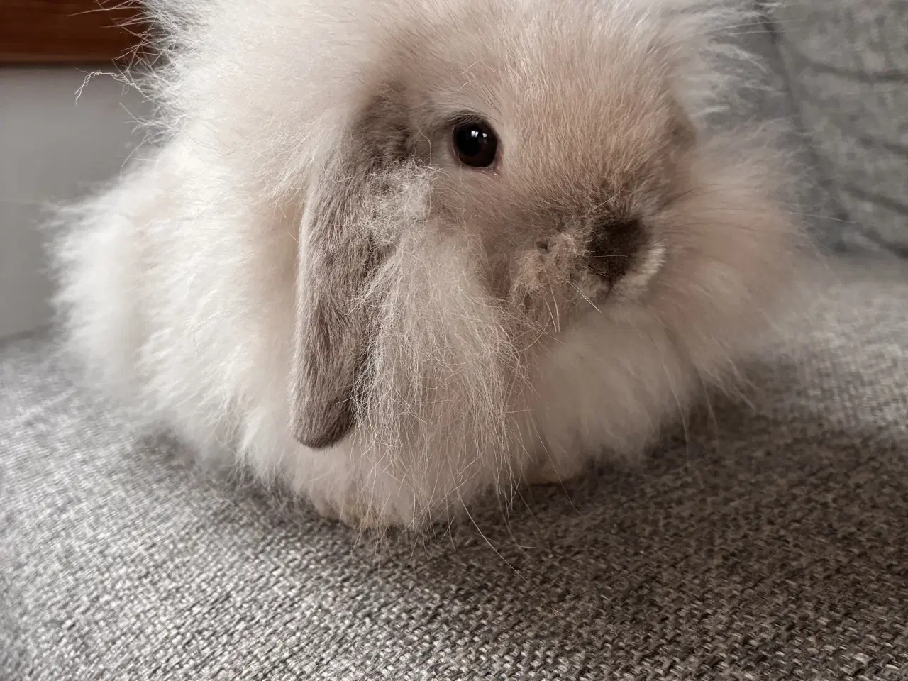 Billede 2 - Minilop. Mini lop. Lionlop