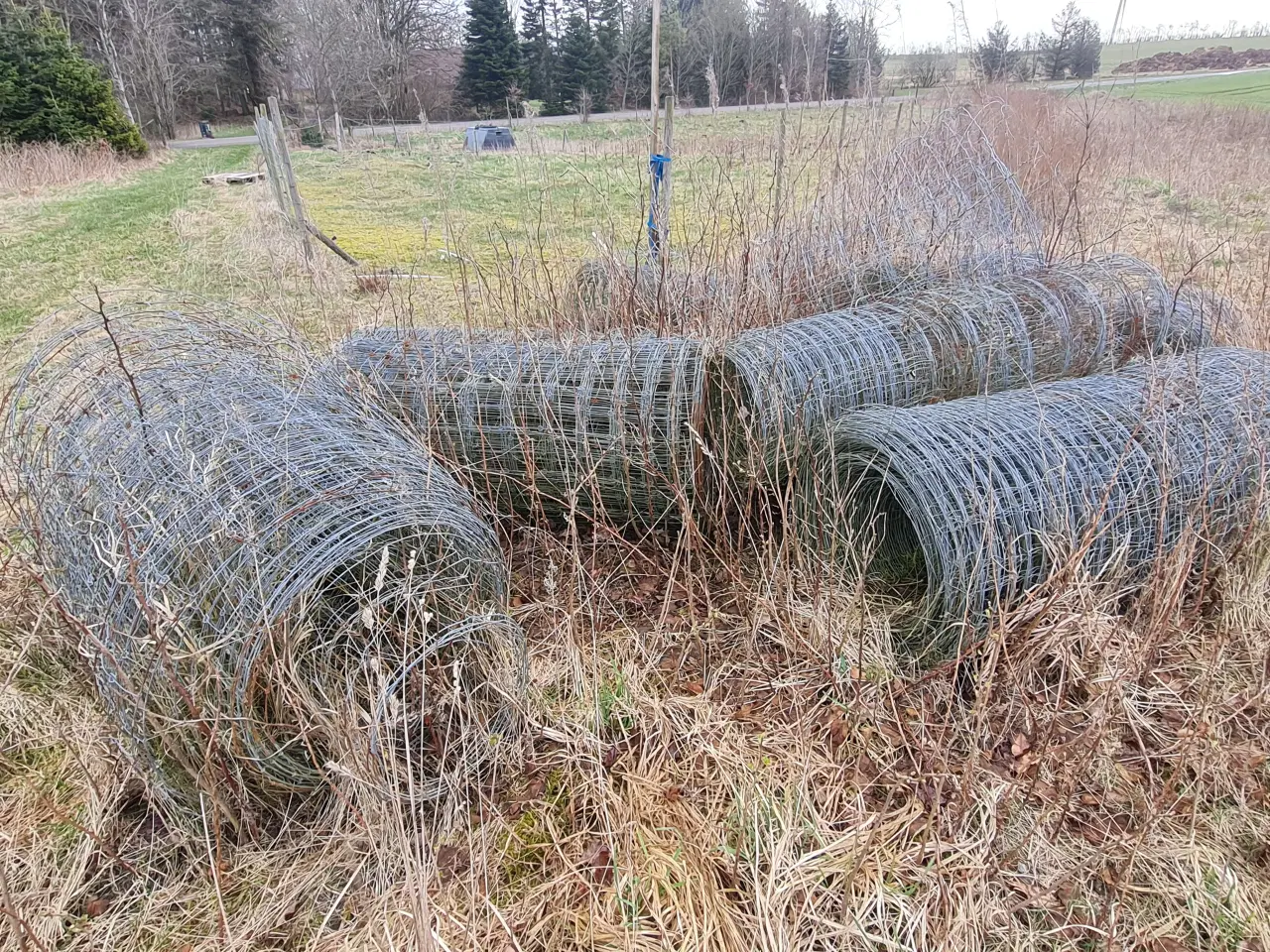 Billede 4 - 5 spælsau får