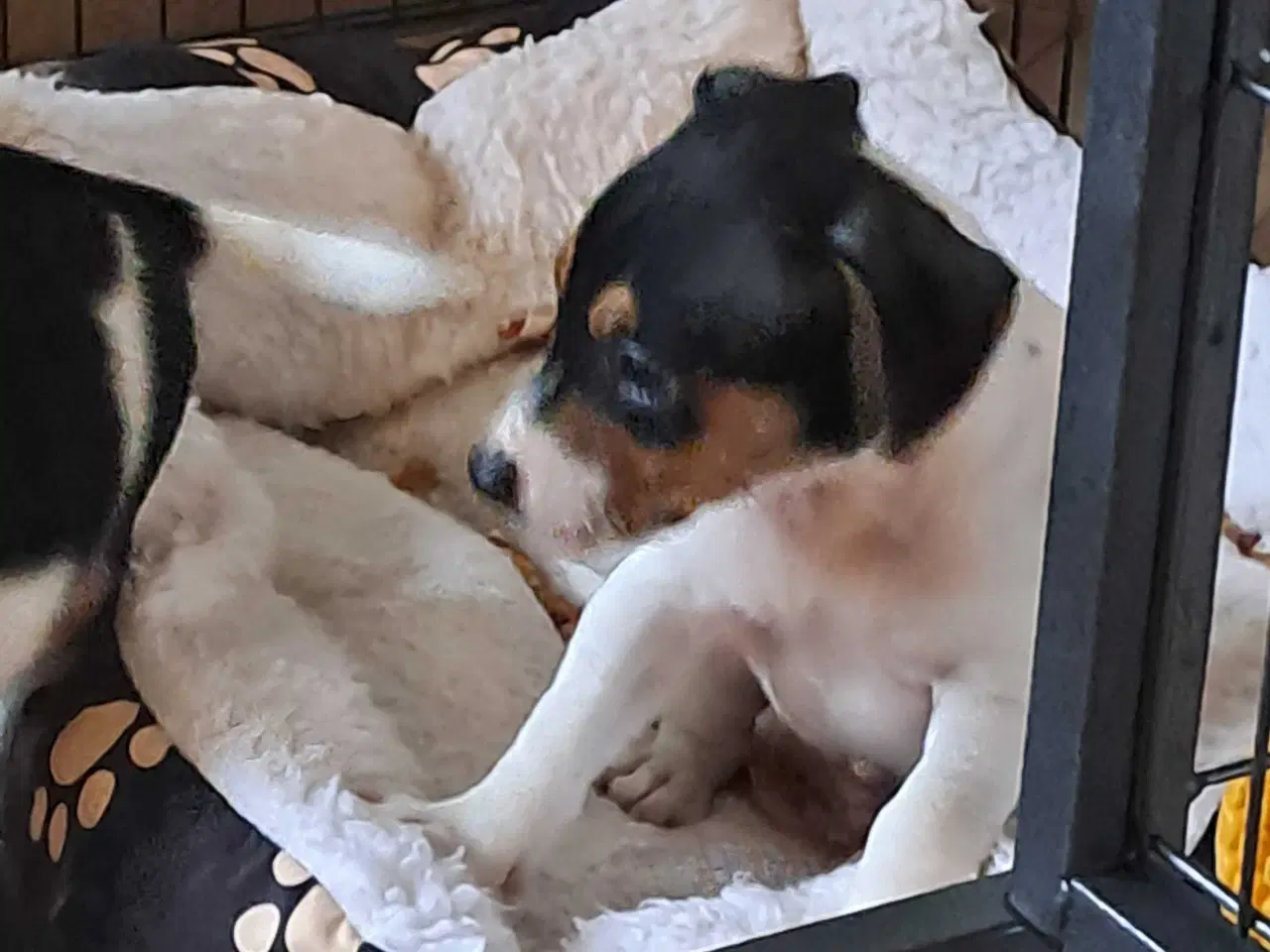 Billede 5 - Dansk svensk gårdhund hvalpe